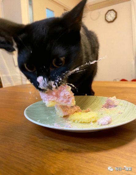 黑猫吃瓜报恩,一段奇妙的感恩传奇