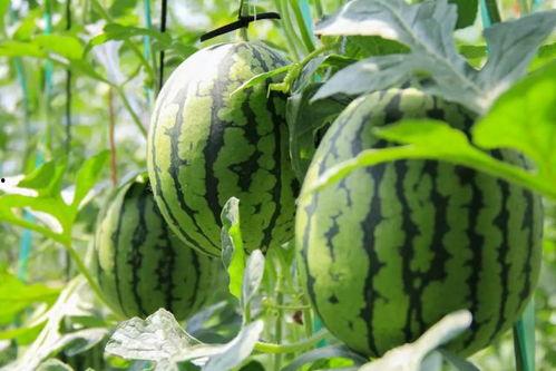 吃瓜群众种植大瓜视频,跟随吃瓜群众一起种植大瓜