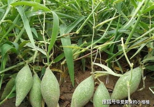 卫昭吃瓜身上,揭秘娱乐圈背后的秘密