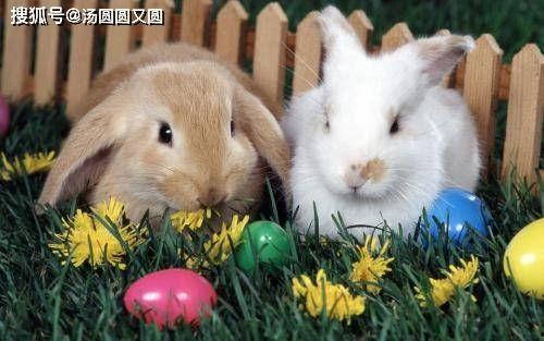 兔子吃生瓜,探索植物性营养新天地