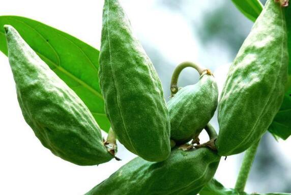 术后可以吃角瓜,角瓜助力营养补给