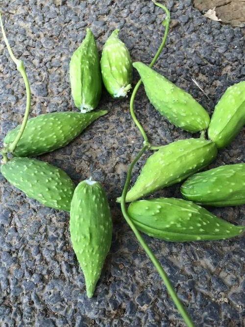 孕妇吃葫芦瓜好吗,孕妇适量食用葫芦瓜有益健康