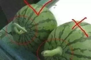 夏天吃瓜的正确方法,瓜果的正确食用指南