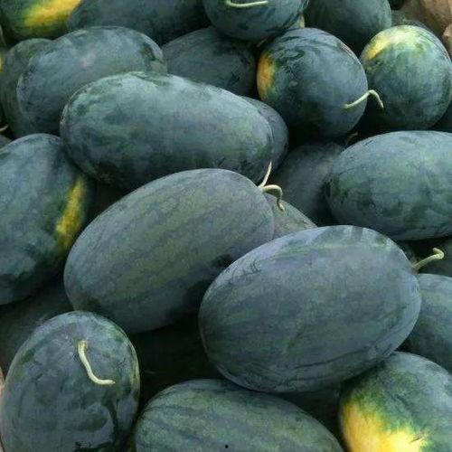 大林子瓜吃不停,瓜不离口，快乐无边