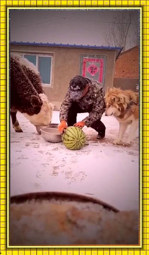 下雪了在家吃瓜,下雪天里的温馨“吃瓜”时光