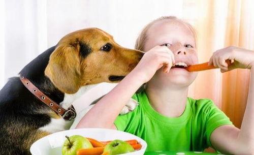 热心吃瓜狗狗图片,萌态十足引网友热议