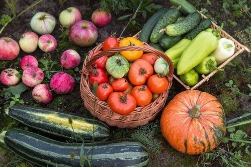 五山校区吃瓜,揭秘校园美食风云录”
