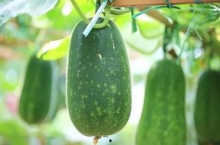 三伏吃三瓜三瓜是哪三瓜,清凉消暑的“三瓜”秘籍