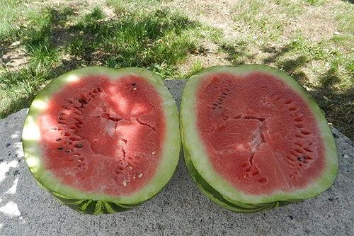 梦到在鲜瓜地里买瓜吃,一场鲜甜的梦境之旅