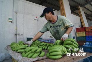 台湾讨论大陆吃瓜,大陆“吃瓜”现象背后的文化解读