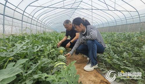 小吊瓜几月吃,夏季消暑佳品，每月不同风味体验