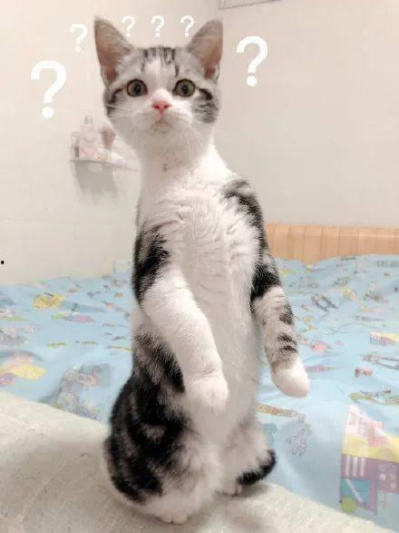 猫咪可以吃秋瓜,秋瓜美味又健康