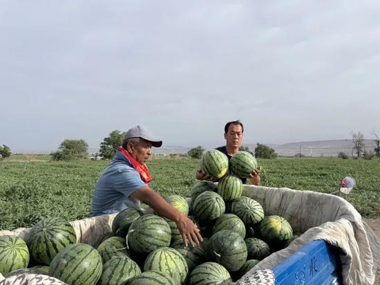 霍尔果斯吃瓜,瓜田里的欢乐时光