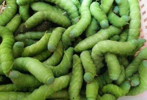 豆瓣浙农林吃瓜