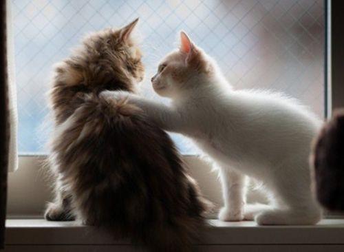 麻瓜吃猫,揭秘“吃猫”的惊人真相